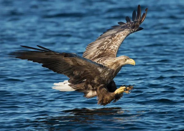 Ein Seeadler im Flug — Stockfoto