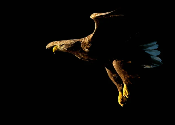 Águia de cauda branca em voo contra fundo preto — Fotografia de Stock