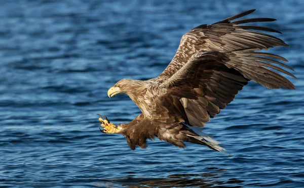 Seeadler im Flug — Stockfoto