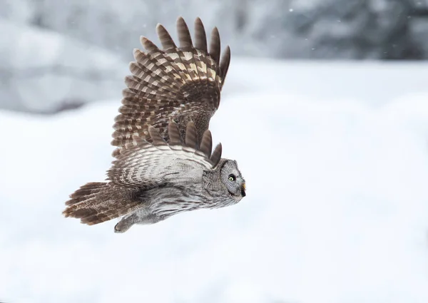 Grande coruja cinza em voo no inverno — Fotografia de Stock