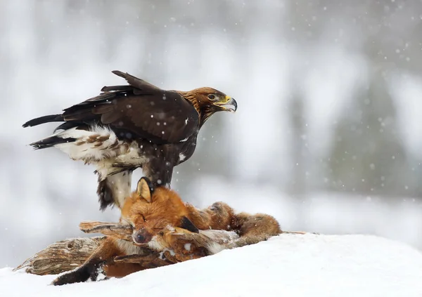 Águila dorada alimentándose de un zorro rojo en invierno —  Fotos de Stock