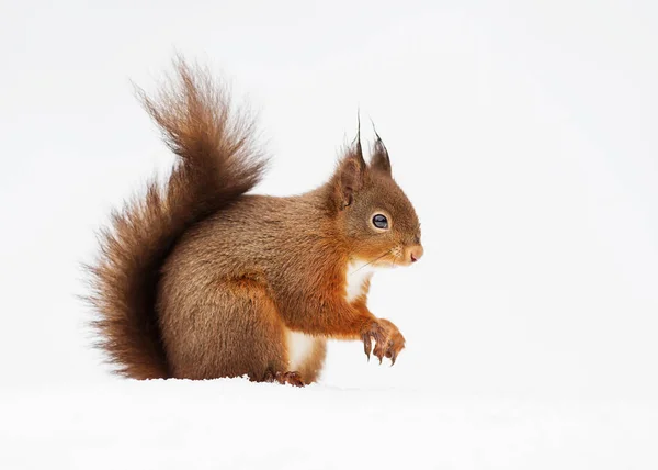 Rode eekhoorn zitten in de sneeuw tegen witte achtergrond — Stockfoto