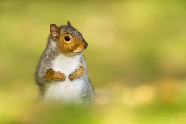 Primer plano de una ardilla gris sobre fondo verde — Foto de Stock