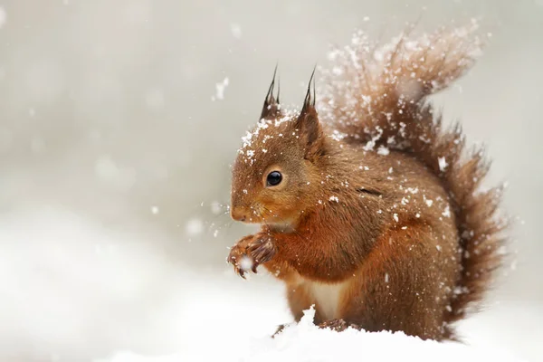 depositphotos_187579496-stock-photo-cute-red-squirrel-in-the.jpg