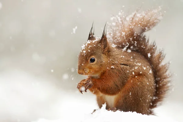 Schattige rode eekhoorn in de vallende sneeuw — Stockfoto