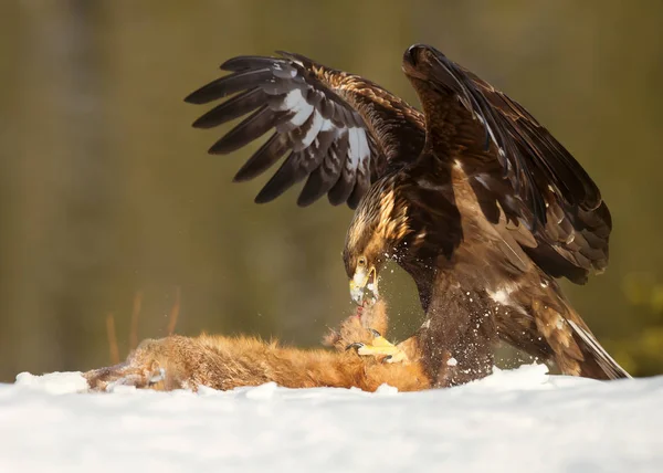 Altın Kartal bir Kırmızı tilki kış aylarında beslenme — Stok fotoğraf