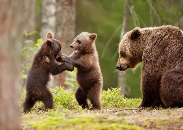 Eurasia marrón oso hembra y su juguetón cachorros —  Fotos de Stock