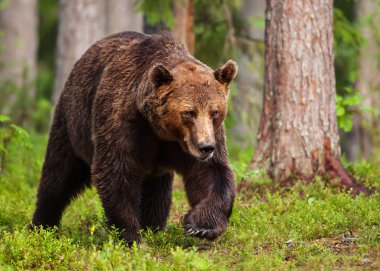 European brown bear male in boreal forest clipart