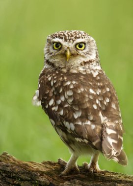 Close-up of a Little owl perching on a log  clipart