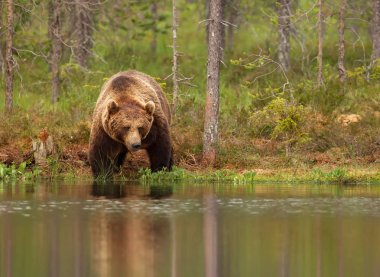 Eurasian brown bear male standing by the pond clipart