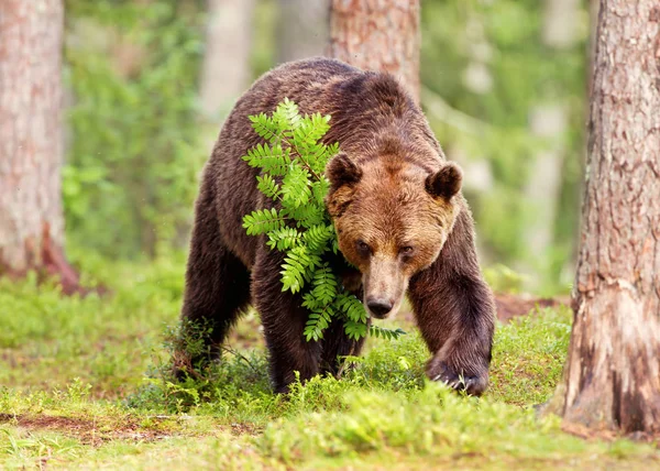 Oso pardo europeo macho en bosque boreal — Foto de Stock