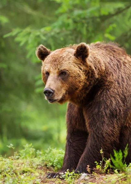 Euroasijské medvěd hnědý muž v boreální les — Stock fotografie