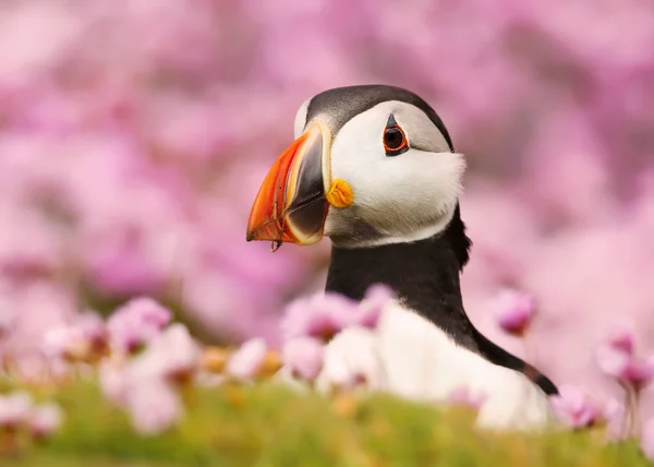 Close up of Atlantic puffin standing in the field of thrift — Stock Photo, Image