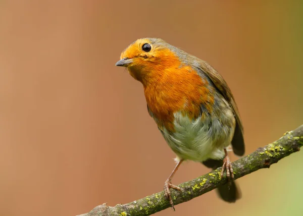 European Robin perching on a tree branch in spring — Stock Photo, Image