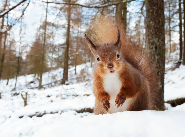 Κοντινό πλάνο της ένα κόκκινο σκίουρο χειμώνα στο φυσικό περιβάλλον — Φωτογραφία Αρχείου
