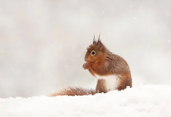 Schattige rode eekhoorn in de vallende sneeuw — Stockfoto