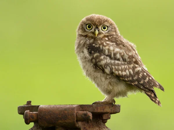 Pequeño búho joven aislado sobre fondo verde —  Fotos de Stock