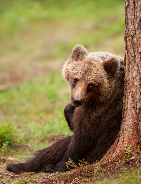 Urso castanho eurasiano encostado a uma árvore — Fotografia de Stock