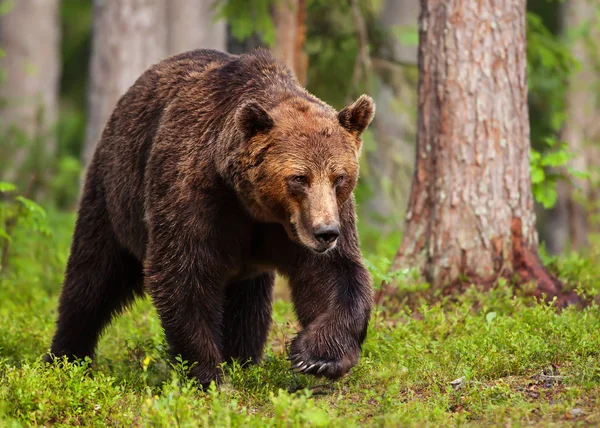 Європейська бурий ведмідь чоловіки в boreal ліс — стокове фото