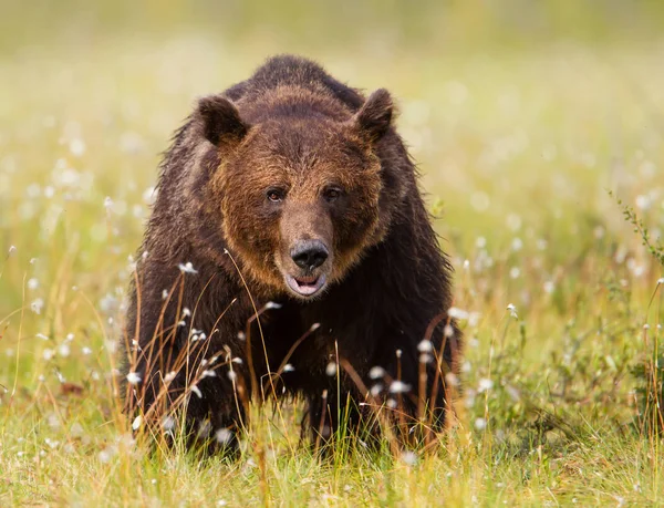 Primer plano de un oso pardo macho en el pantano — Foto de Stock