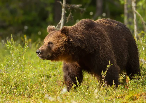 Європейська бурий ведмідь чоловіки в boreal ліс — стокове фото