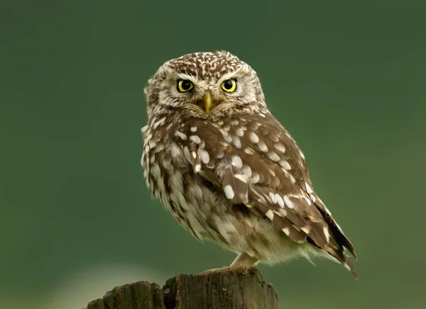 Close-up de uma pequena coruja pousando em um tronco — Fotografia de Stock