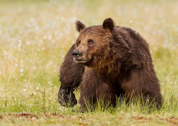 Primer plano de un oso pardo macho en el pantano — Foto de Stock