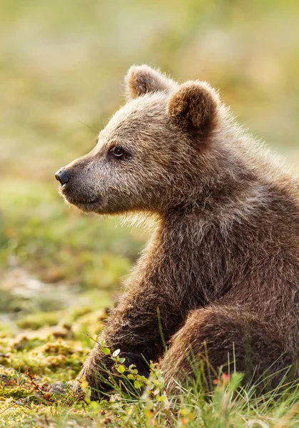Primer plano de un lindo oso pardo euroasiático sentado en el bosque —  Fotos de Stock