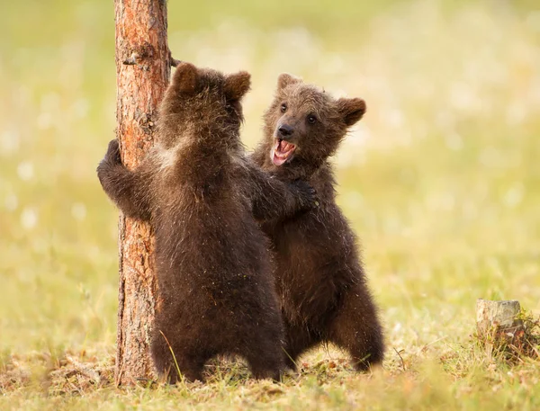 Dois bonito eurasiano marrom urso filhotes jogar-luta — Fotografia de Stock