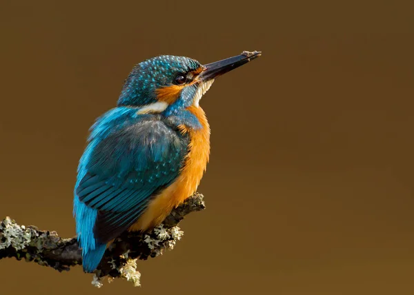 Detailní záběr z běžné kingfisher prohlížení proti barevné pozadí — Stock fotografie