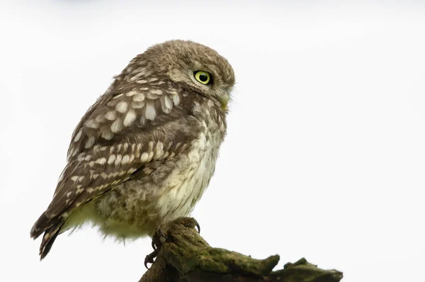 Close-up de uma pequena coruja pousando em um tronco — Fotografia de Stock