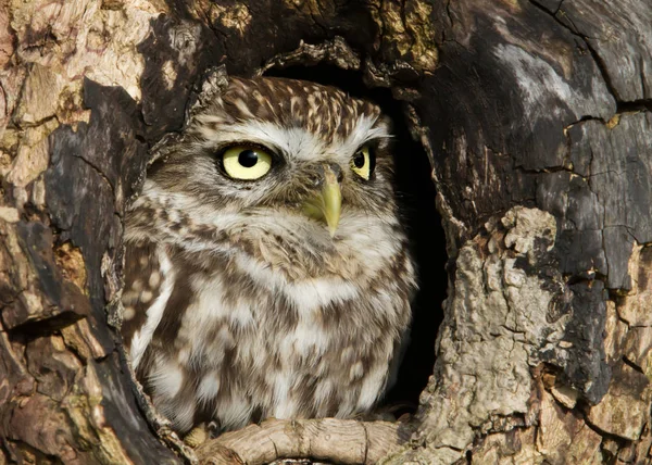 Sýček obecný stojící v díře v starý kmen stromu — Stock fotografie