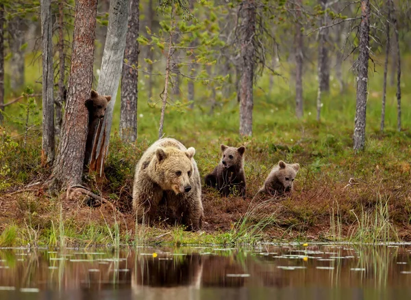 Euroasijské medvěd hnědý mláďata hraje s mámou u rybníka — Stock fotografie