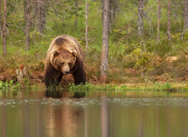 Євразійська бурий ведмідь чоловічого стоячи за ставок — стокове фото