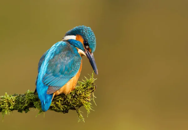 Close up de Common kingfisher poleiro em um ramo musgoso — Fotografia de Stock