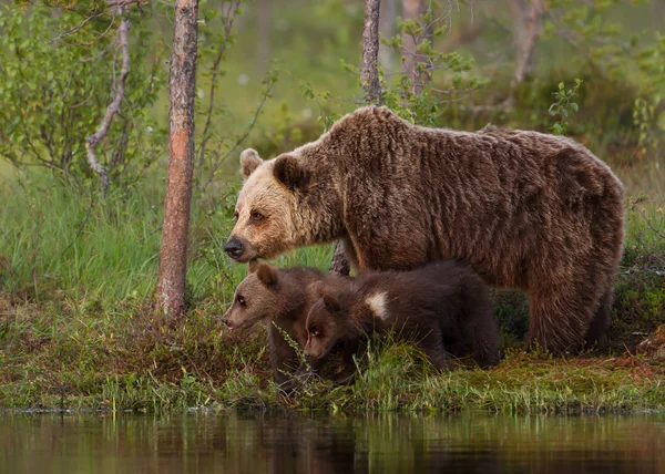 Eurasia marrón oso cachorros con una mamá por el estanque — Foto de Stock
