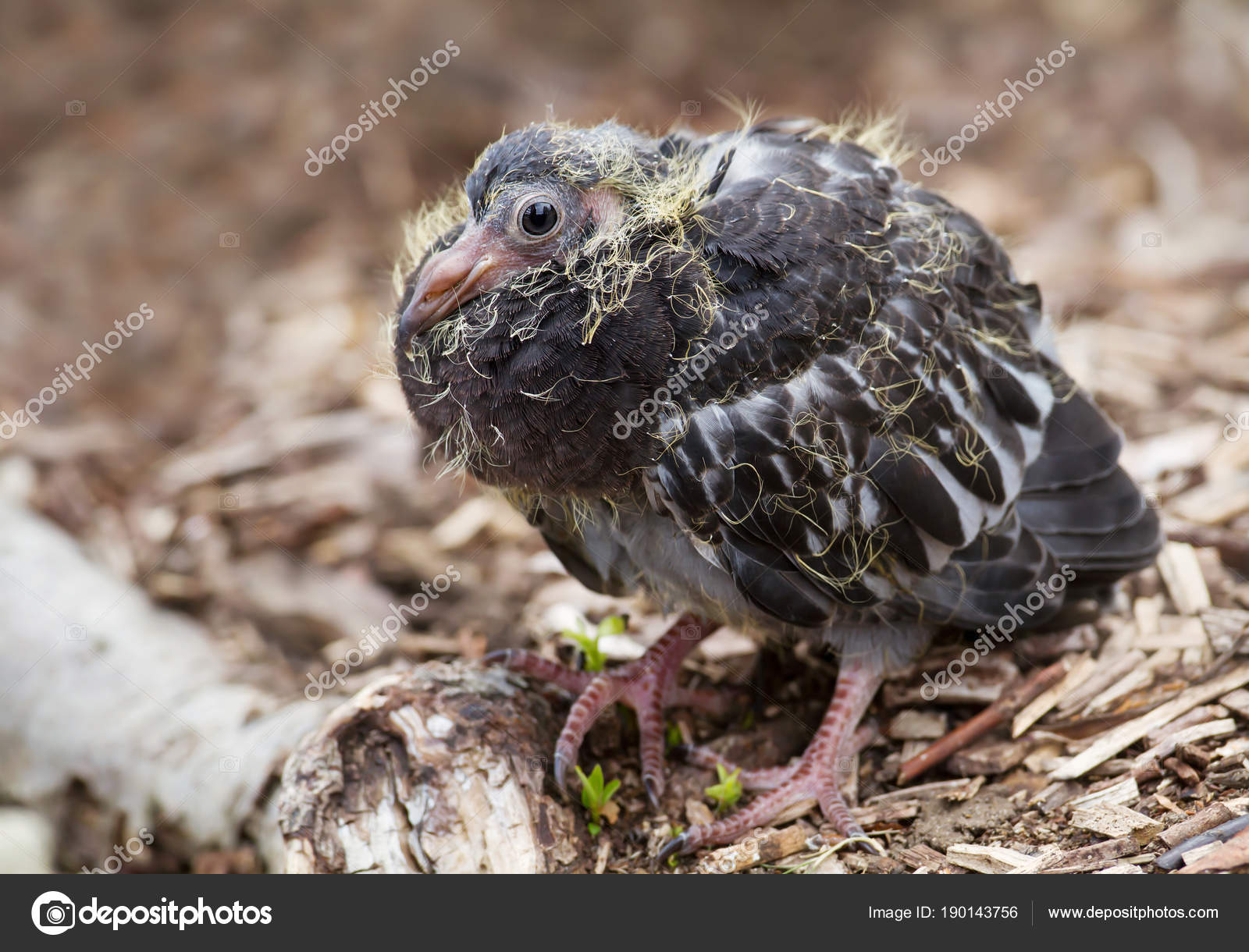 Close Up Of A Young Pigeon Chick Stock Photo By C Giedriius
