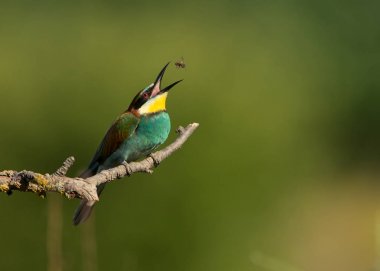 Avrupa Arı yiyen bir arı yakalamak 