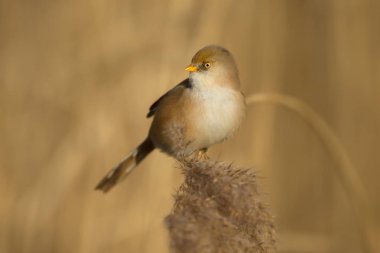 Sakallı baştankara tohumları reed yatakta besleme kadın