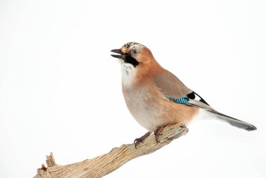 Eurasian Jay perched on a tree branch in winter clipart