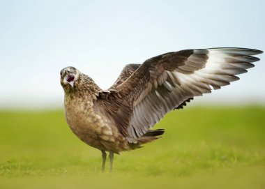 Büyük korsan martı görüntüleme yakın çekim