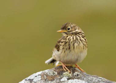 Bir çocuk çayır incir kuşu stanting bir kayanın üzerinde yakın çekim