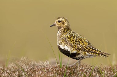 Close up of European golden plover in the wetlands clipart