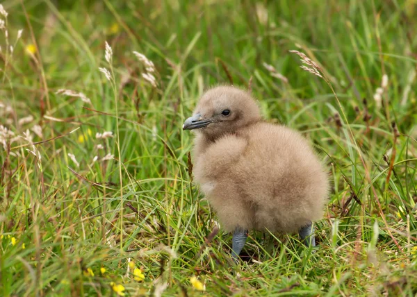 Grande garota Skua no prado — Fotografia de Stock