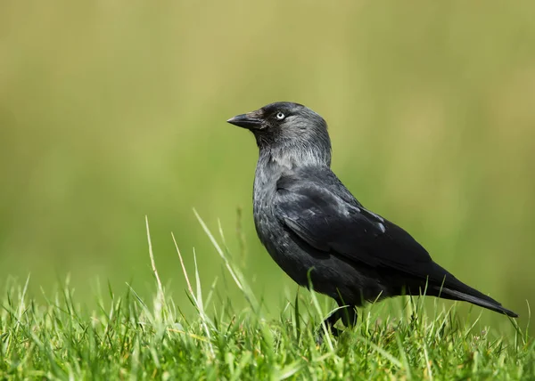 Nahaufnahme einer Dohle vor grünem Hintergrund — Stockfoto