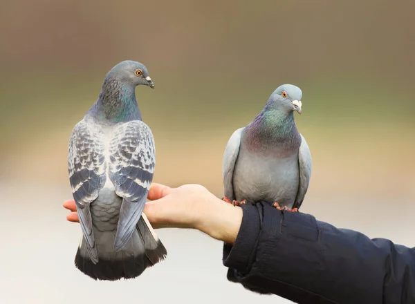 Primer plano de dos palomas Feral posadas en una mano —  Fotos de Stock