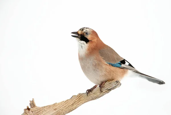 Nötskrika uppflugen på en trädgren på vintern — Stockfoto