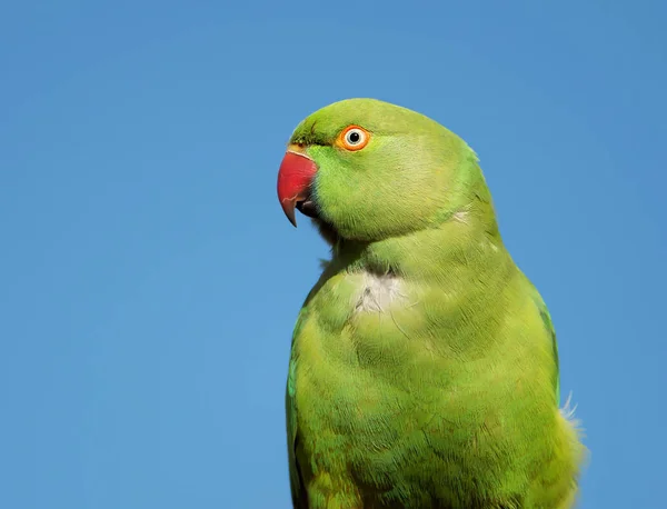Close-up of a Rose-ringed Parakeet — Stock Photo, Image
