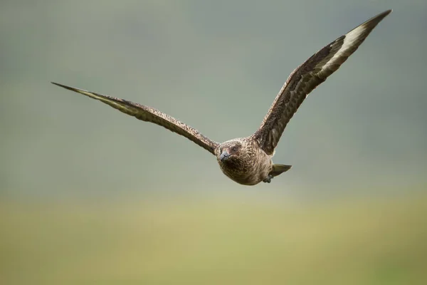 Great skua in flight, Шетландские острова, Великобритания . — стоковое фото