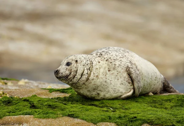 一般的なシール (ゴマフアザラシ ・ ゼニガタアザラシ) 海岸 — ストック写真